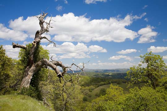 Wagon Road Ridge View