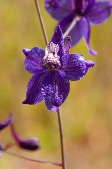 Larkspur