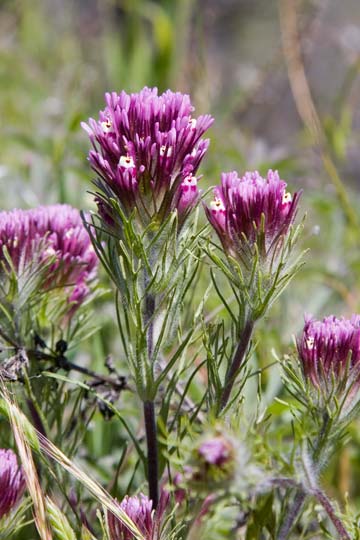 Purple Owl's Clover