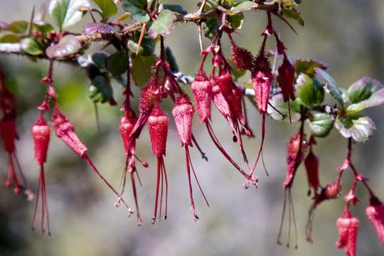 Fuchsia-Flowered Goosberry