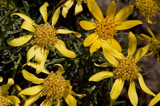 Goldenbush