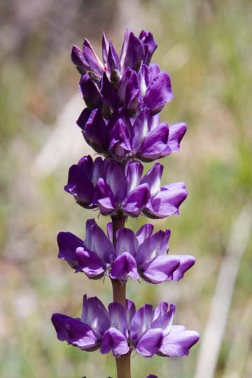 Lupine