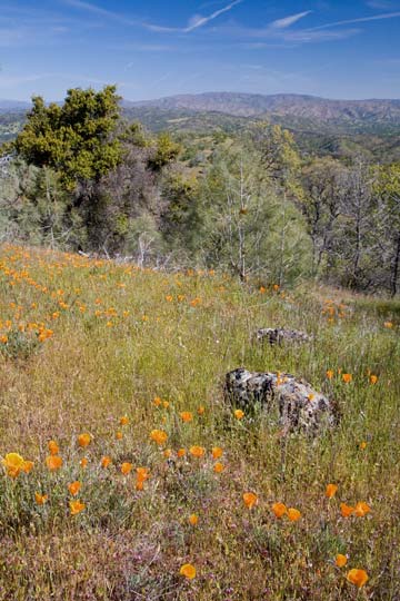 California Poppy