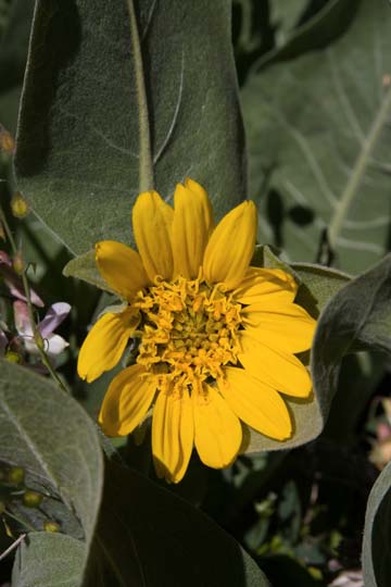 Mule Ears