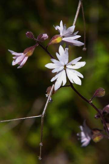 Woodland Star