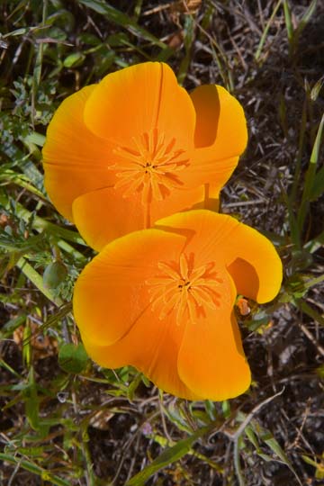 California Poppy