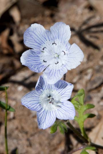 Baby Blue-Eyes