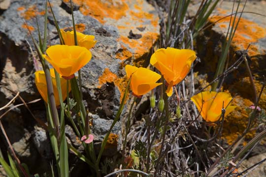 Californa Poppy