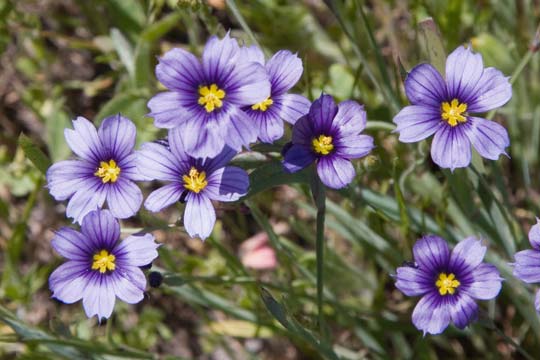 Blue-Eyed Grass