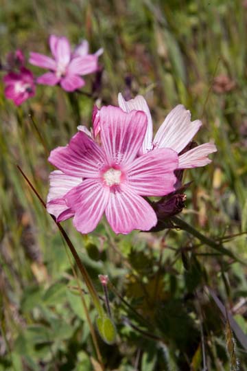 Checkerbloom
