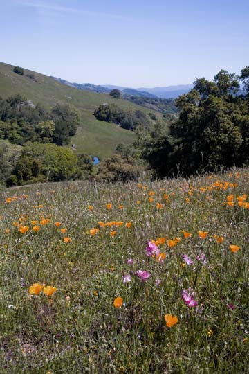 Checkerbloom & California Poppy