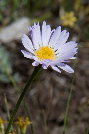 Wandering Daisy