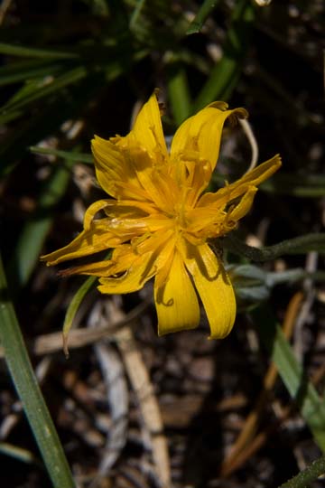 Pale Agoseris