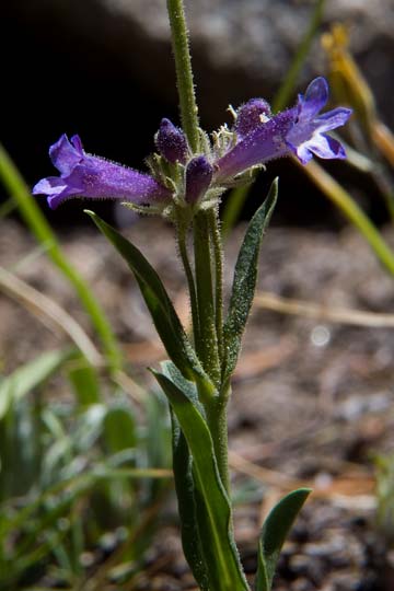 Sierra Penstemon