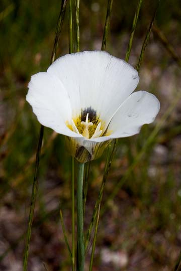Mariposa Lily