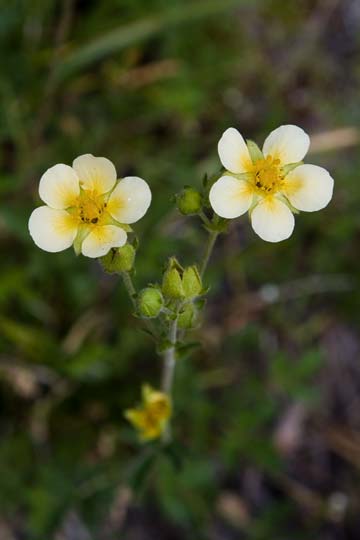 Nevada Cinquefoil