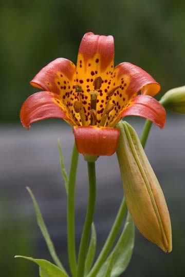 Sierra Tiger Lily