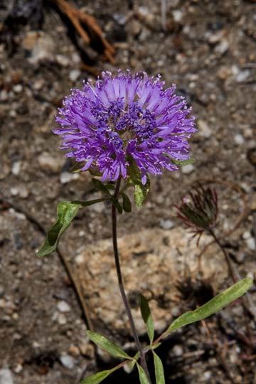 Mountain Pennyroyal