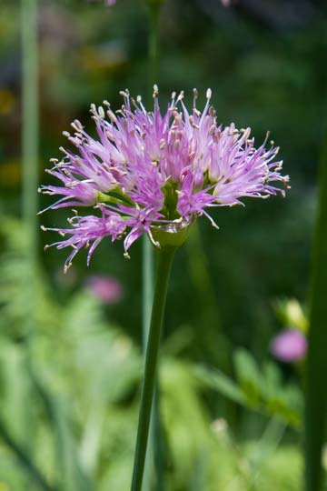 Pacific Mountain Onion