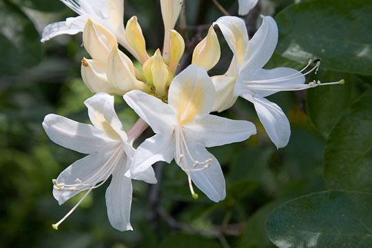 Western Azalea