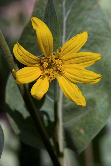 Mule's Ears