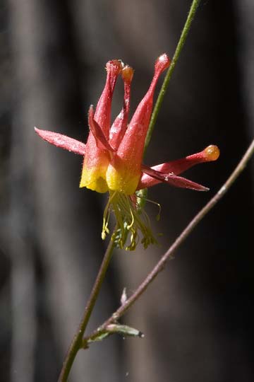 Western Columbine
