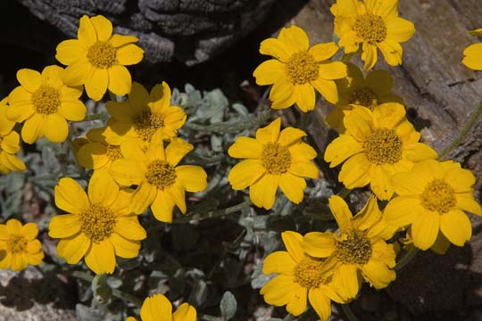 Woolly Sunflower