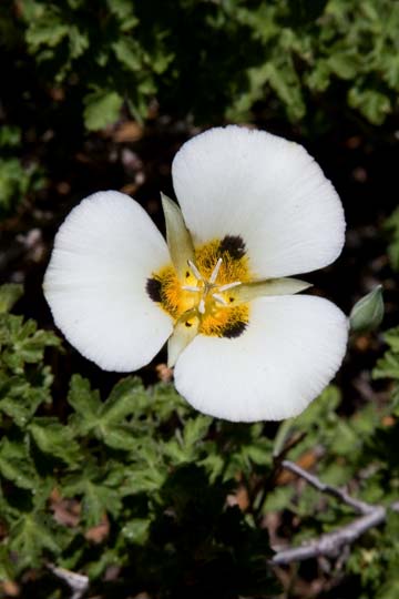 Mariposa Lily