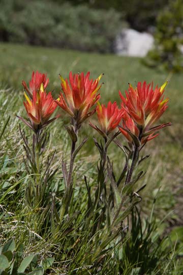 Scarlet Paintbrush