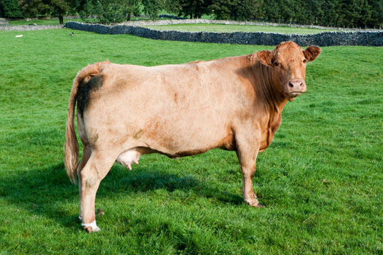 Out Standing In It's Field