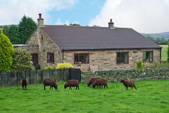 Black Sheep
