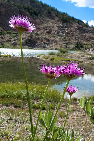 Wild Onion