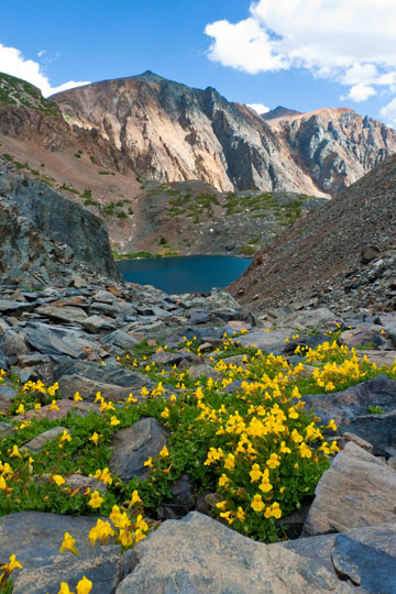 Seep-Spring Monkey Flower