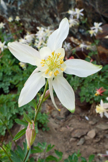Sierra Columbine