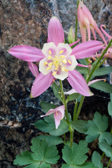 Sierra Columbine