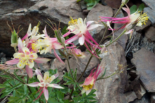 Sierra Columbine