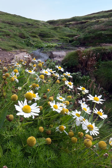 Oxeye Daisy